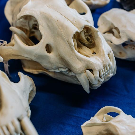 A large skull replica sits on a blue background