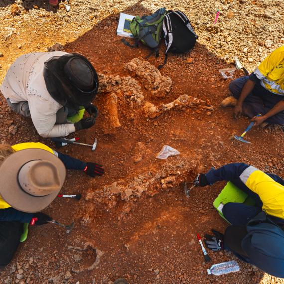 Five people in bright yellow and beige work wear kneel around a large partially-excavated Diprotodon skeleton as they gently remove layers of dirt from the bones