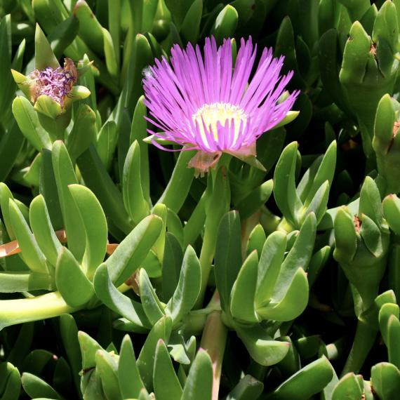 A vividly purple Pigface flower in a bush of thick green leaves