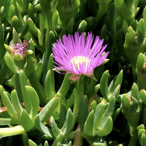 A vividly purple Pigface flower in a bush of thick green leaves