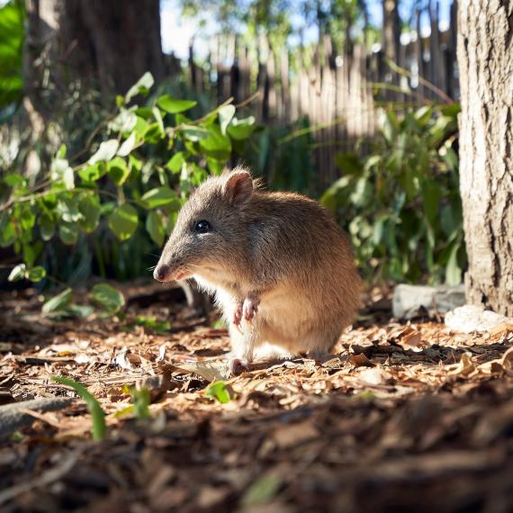 a small marsupial is in bushland growth low to the ground