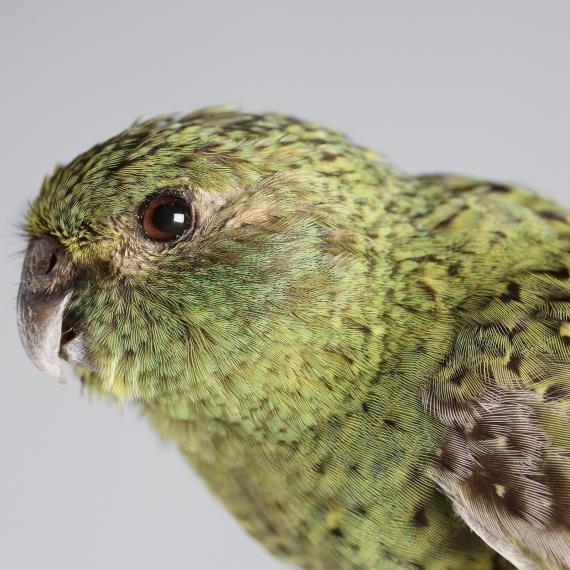 A close up on the head and shoulders of a small green night Parrot bird which is decorated with vividly coloured green and yellow feathers with brown accents. It opens its beak slightly as if it's alive and stares at the camera with a deep brown eye