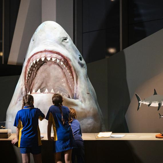 Children observing a shark exhibit 