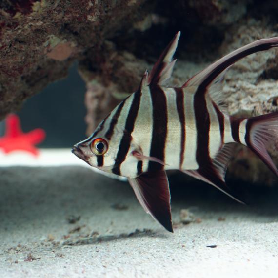 Enoplosus armatus or ‘old wife’, a local species living in WA Down Under gallery's Temperate aquarium at WA Maritime Museum..