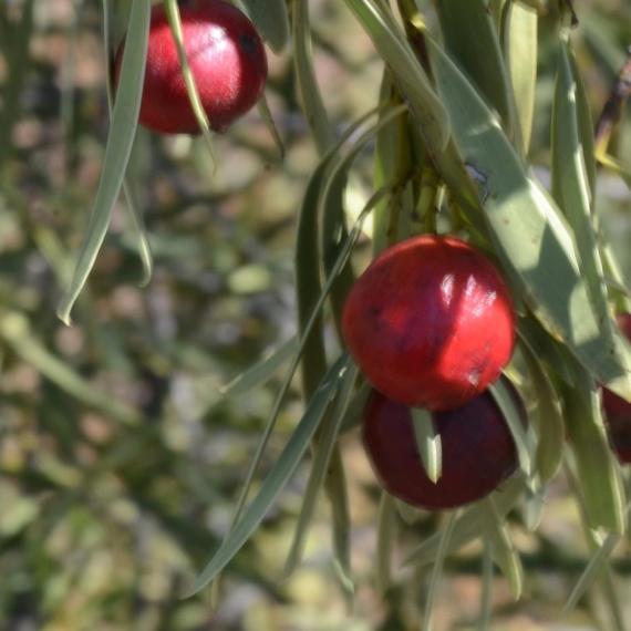 a close up of a quandong on the tree 