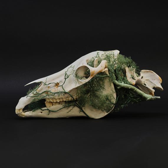 a depiction of a sheep skull with green foliage growing around it