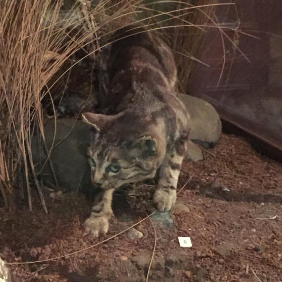 a feral cat in a museum display