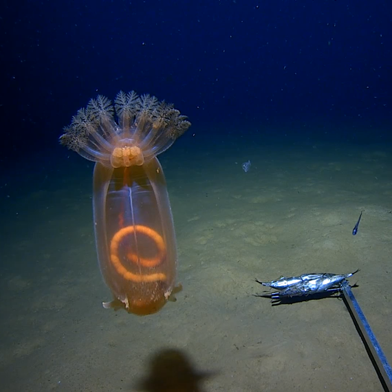 An underwater image of a seethrough creature and a crustacean on the sea floor