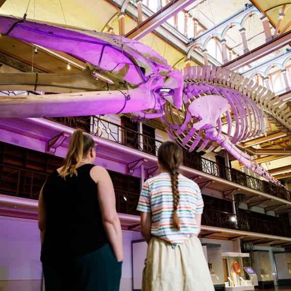 Two people observe a large whale skeleton suspended from the ceiling in a museum, highlighted in purple light.