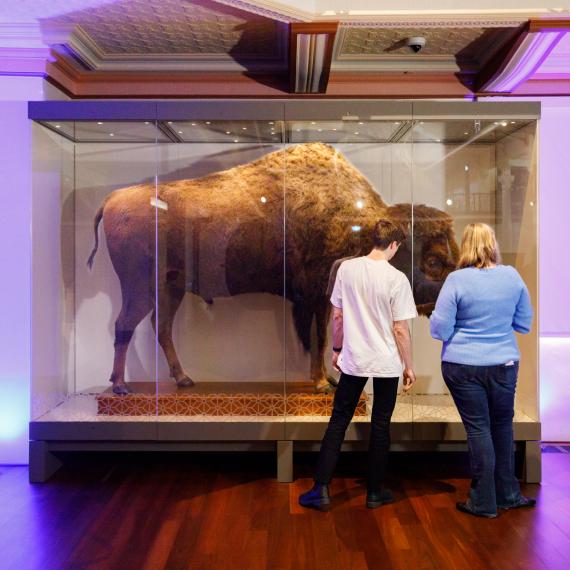 Two people observe a taxidermied bison in a glass display case in a museum.