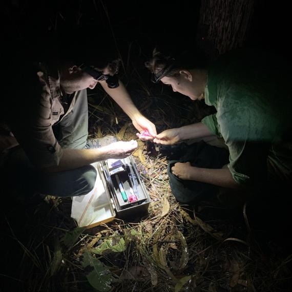 Two people with head torches conducting Northern Quoll fieldwork at night