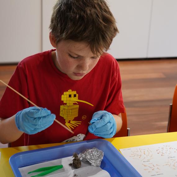 A young person is using a satay stick and some tweezers to carefully dissect and prise open an owl pellet