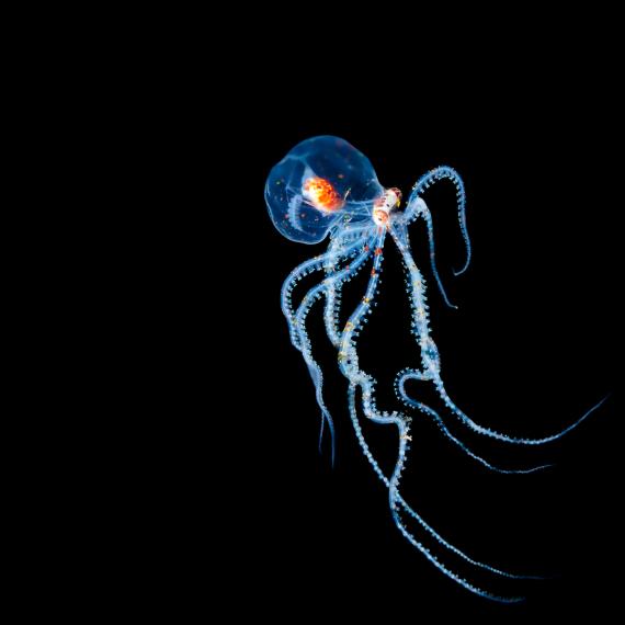 a transparent sea creature in dark water