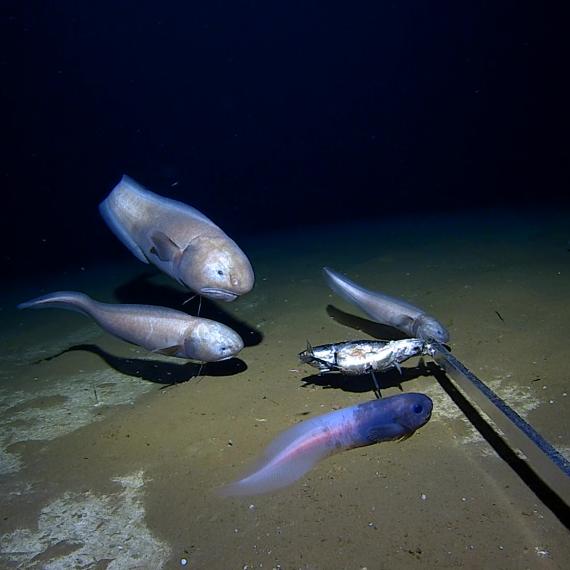 The deepest abyssal fish species in Western Australian waters respond to a deep-sea research lure, as part of research conducted by UWA-Minderoo Deep Sea Research Centre in 2023-24.