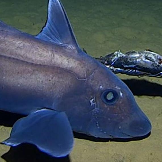 A deep-sea species of fish investigates a deep-see lure, on a research expedition in Western Australian waters conducted by UWA-Minderoo Deep-Sea Research Centre in 2023-24.