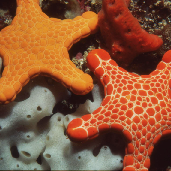 Two brightly coloured sea stars on a sponge and coral background.