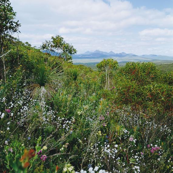 a garden wildflower scene of Stirling ranges in the background