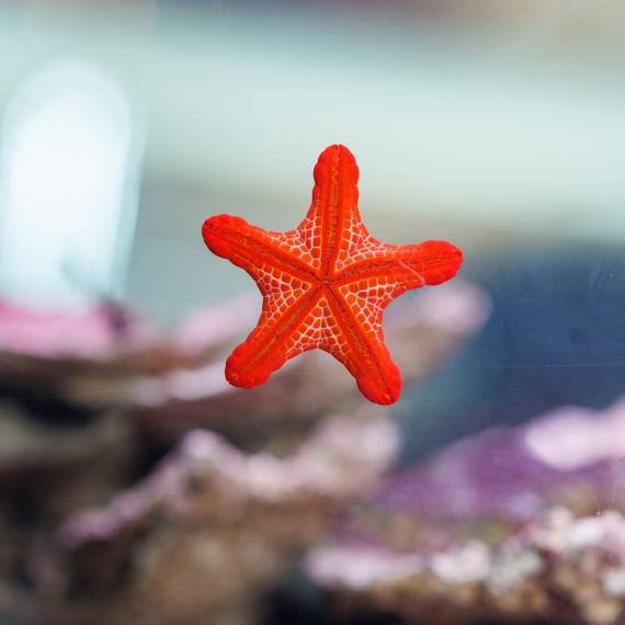 a startfish in a coral tank