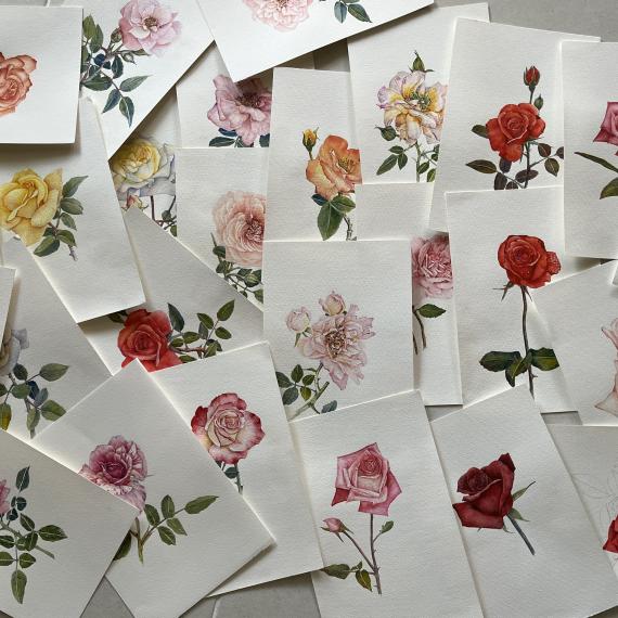 Watercolour card images showing paintings of roses by WA Watercolour Society artist Jane Li.