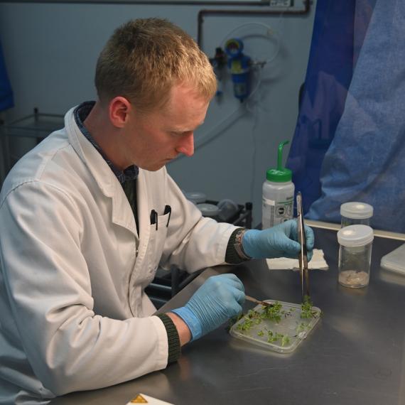 Image shows a scientist from Kings Park undertaking tissue culture work. They have a 