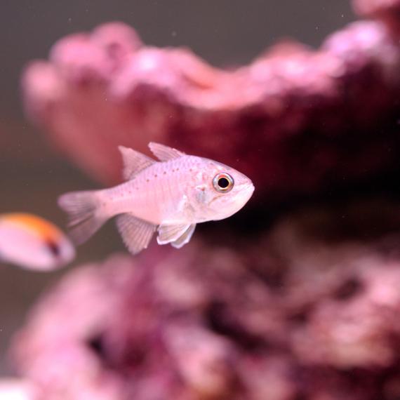 A small silver fish, - Western Gobbleguts, Ostorhinchus rueppellii - swims by some rocks in an aquarium in the WA Down Under gallery at WA Maritime Museum.