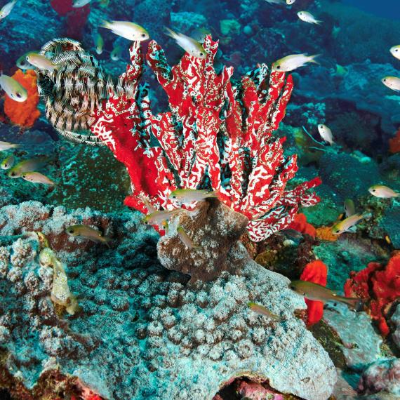 An unidentified sponge located in the deeper waters of the eastern passage of the Abrolhos Islands; one of the images featured in the 'Fathoming the Abrolhos' exhibition by Graeme Gunness at the WA Maritime Museum during 2025.