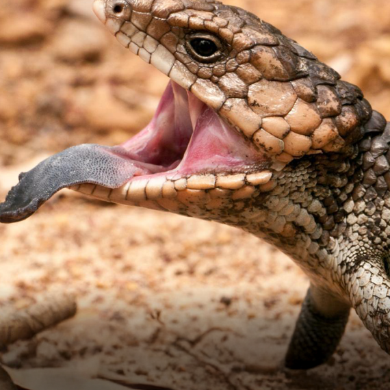 Blue tongue lizzard