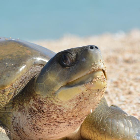 A turtle on a a beach looks directly at the camera, linked to a Nearer to Nature workshop at WA Maritime Museum during July 2025 school holidays.