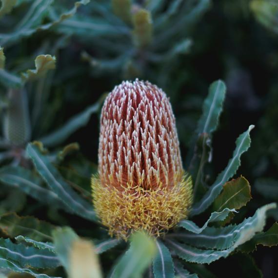 Banksia Western Australia