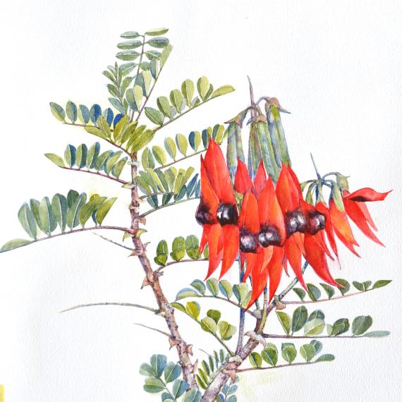 Watercolour artwork of the Sturt Desert Pea