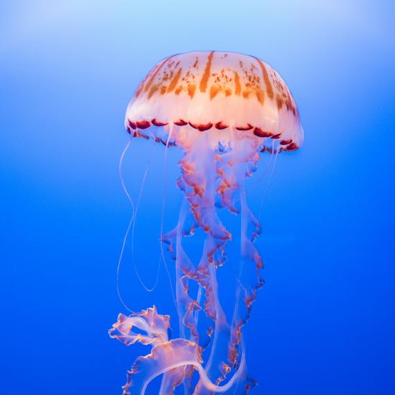Image shows a large orange coloured jellyfish in the ocean. It has a number of long tentacles hanging below . The colour of the ocean in the background is a clear, bright blue.