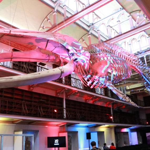 A photo of a Blue Whale Skeleton with red lights on it in a public event