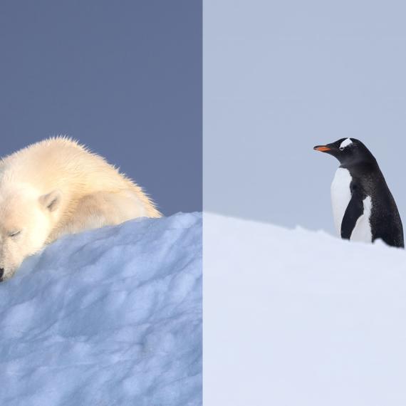 Two images sit side by side. The first shows a large white polar bear resting on ice, with his eyes closed. He looks gentle. The sun seems to be hit his back. The second image features a black and white penguin, walking up hill on ice. He looks focused.  In the centre of the two images the ice meets. 
