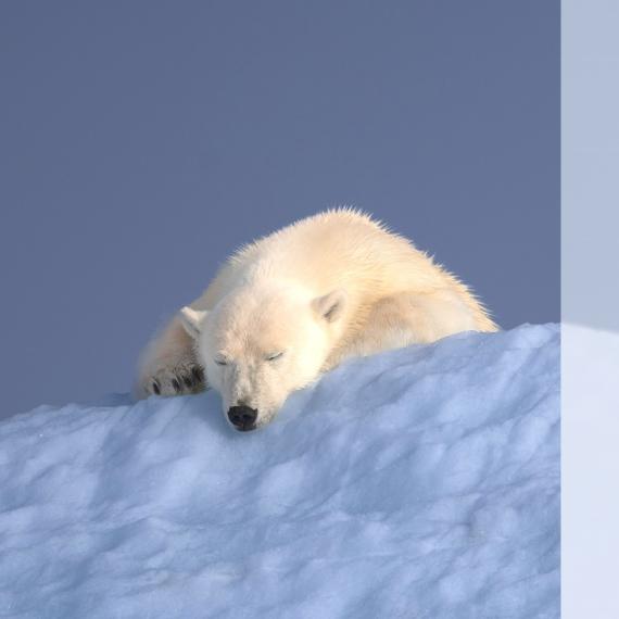 Two images sit side by side. The first shows a large white polar bear resting on ice, with his eyes closed. He looks gentle. The sun seems to be hit his back. The second image features a black and white penguin, walking up hill on ice. He looks focused.  In the centre of the two images the ice meets.