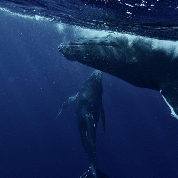 two whales underwater