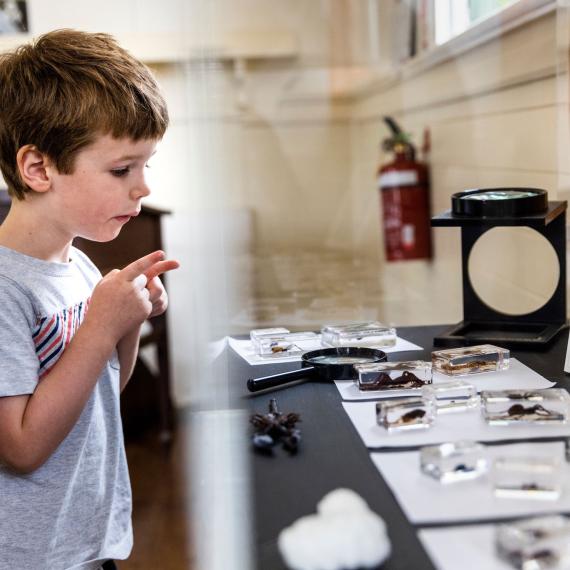Young boy looking at a selection of insect specimens on a table