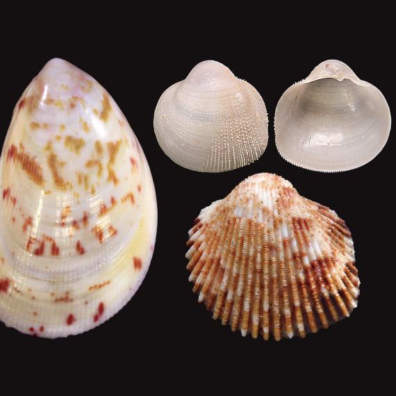 Four new cockle species (top and bottom on the far left: both sides of Pratulum occidentale; middle, larger speckled shell: Acrosterigma extremattenuatum; top-right: both sides of Microcardium scabrosum; bottom right: Ctenocardia pilbaraensis).