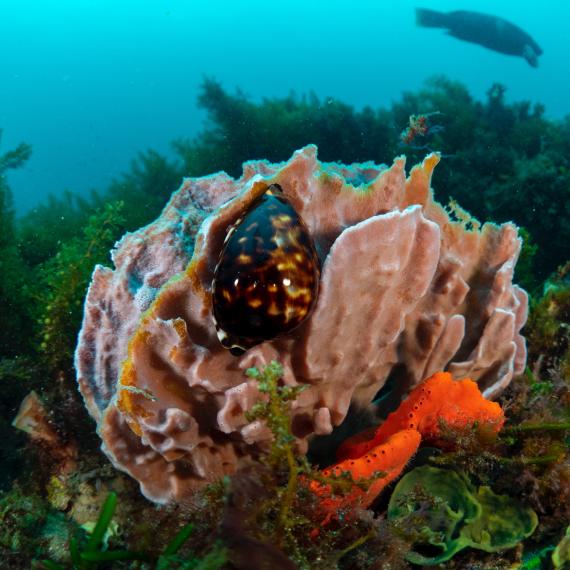 an underwater scene with shells and coral