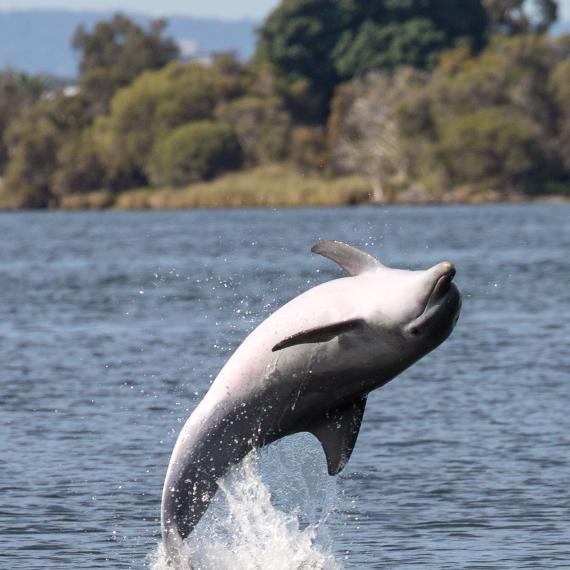 A dolphin takes a playful backwards leap from the water in Swan River waters in Western Australia.