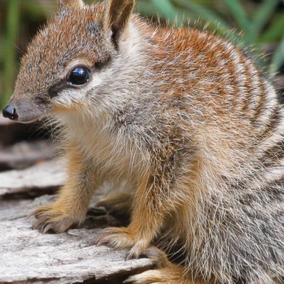 A close up image of a juvenile numbat sitting on a log. THe numbat has a pointy face with a black stripe through the eye. It's body is covered in fur with tiger stripes along the back and on its flanks. 