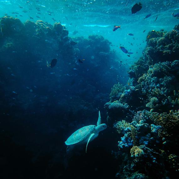 Turtle and fish swimming underwater amongst coral