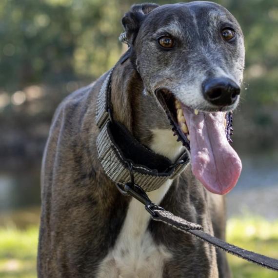 A brindle-coloured dog wearing a harness and leash outdoors, with its tongue hanging out.