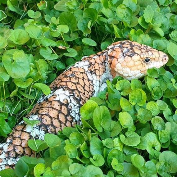 Bobtail lizard resting in Dichondra 