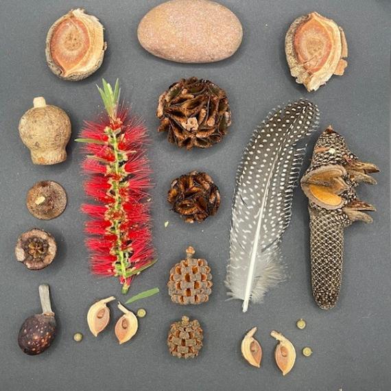 an overhead view of native plants, seeds and feathers arranged 