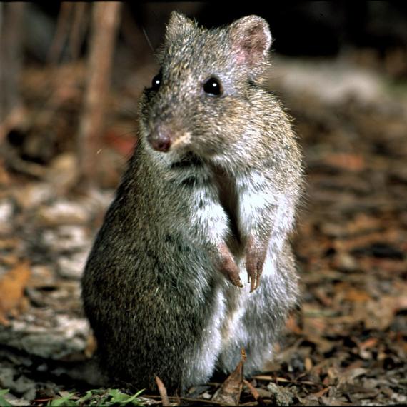 a small animal with brown fur looks toward the camera 