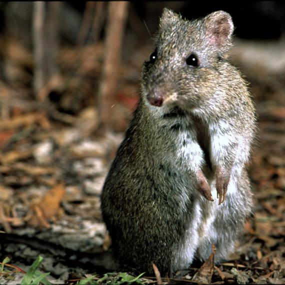 Small grey-brown potoroo standing upright on a forest floor, looking alert with front paws held close to its chest.