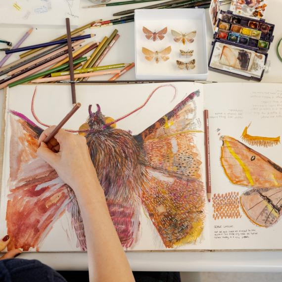 Image shows an artist at work painting a moth from the Museum's collection. Her work is very detailed. There are Museum specimen jars also on her work bench. The image is taken from above her head. 