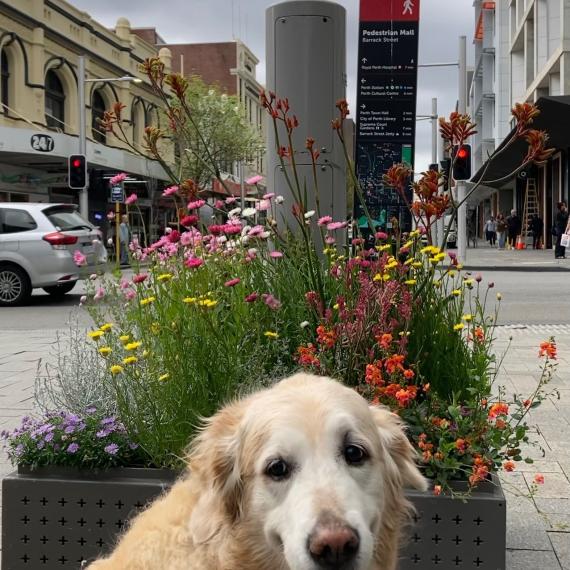 Golden Retriever dog sitting in a city street in front of a flower box