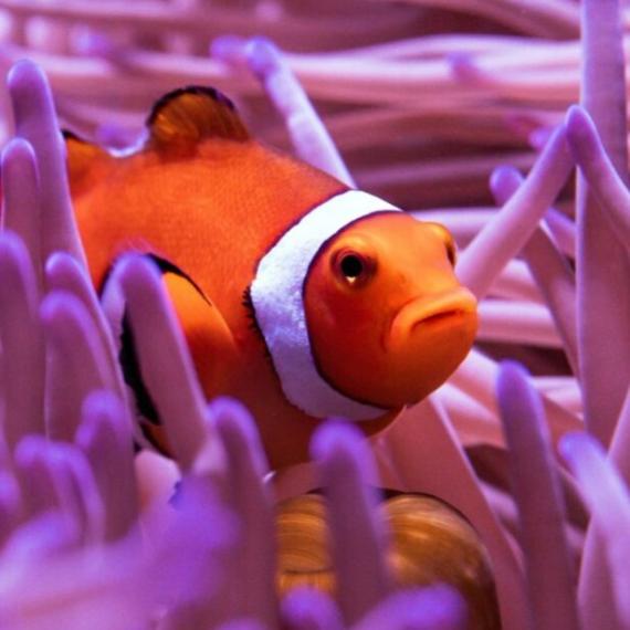 An orange clownfish peeks out of the fingers of a bright purple anemone on the Great Barrier Reef in Australia's northeastern ocean waters off the Gold Coast..