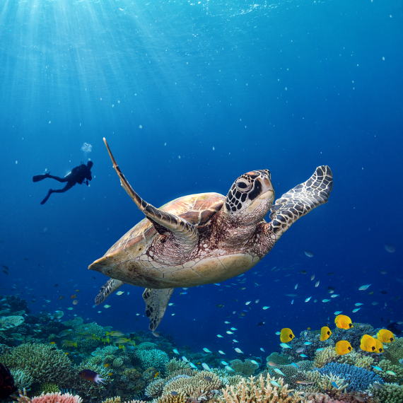 Sea turtle swimming above a vibrant coral reef in clear blue water, with a diver in the distance.